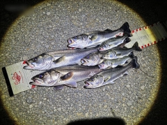 シーバスの釣果