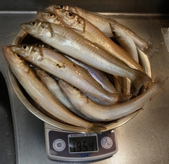 キスの釣果