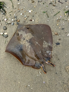 アカエイの釣果