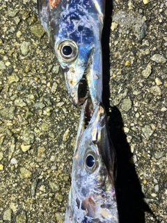 タチウオの釣果