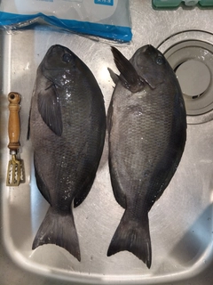 メジナの釣果