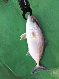 ショゴの釣果