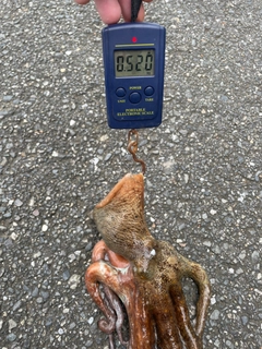 タコの釣果