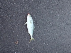ワカシの釣果
