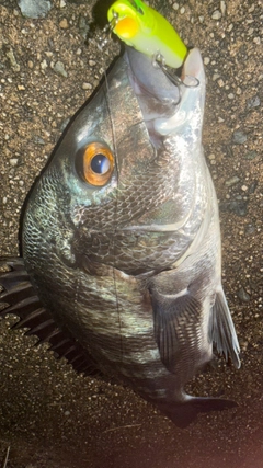チヌの釣果