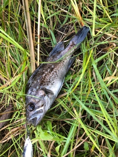 クロソイの釣果