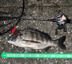クロダイの釣果