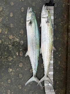 サワラの釣果