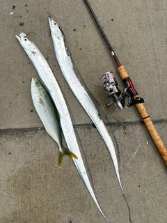 タチウオの釣果