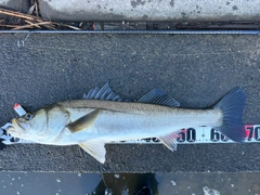 スズキの釣果