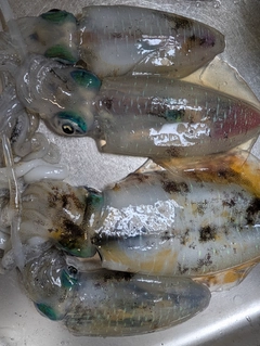 アオリイカの釣果