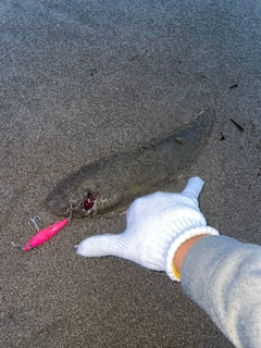 シタビラメの釣果