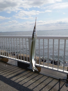 サヨリの釣果