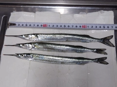 サヨリの釣果