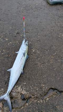 サゴシの釣果