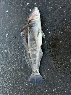アイナメの釣果