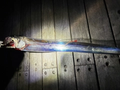 タチウオの釣果