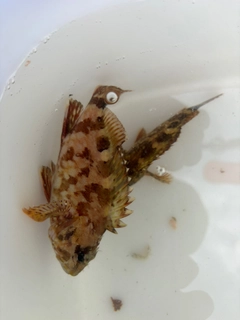 カサゴの釣果