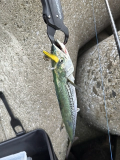 サゴシの釣果