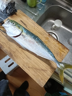 ハマチの釣果