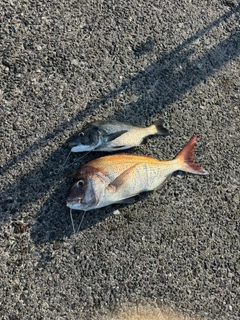 マダイの釣果
