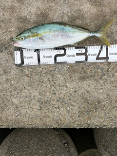 ハマチの釣果