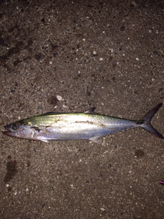 サゴシの釣果