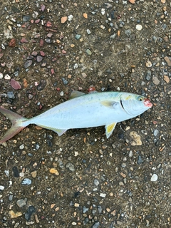 ハマチの釣果