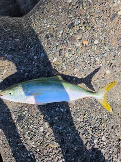 ハマチの釣果