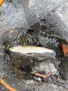 アユの釣果