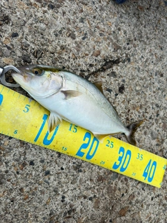シオの釣果