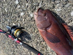 コブダイの釣果