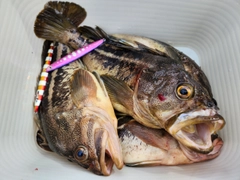 シマソイの釣果