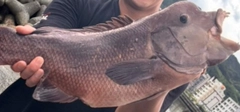 コブダイの釣果