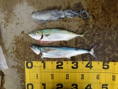 フクラギの釣果