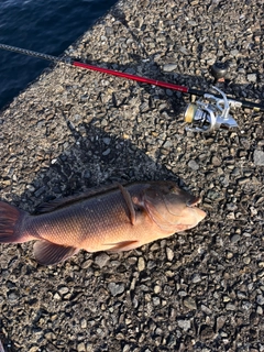 コブダイの釣果