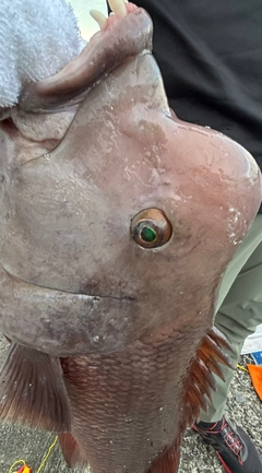 コブダイの釣果
