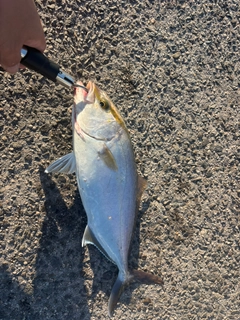アカビラの釣果