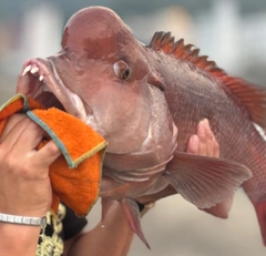 コブダイの釣果