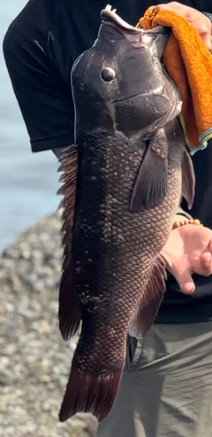 コブダイの釣果