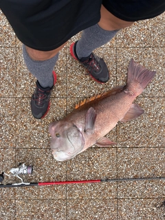 コブダイの釣果