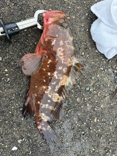 アコウの釣果