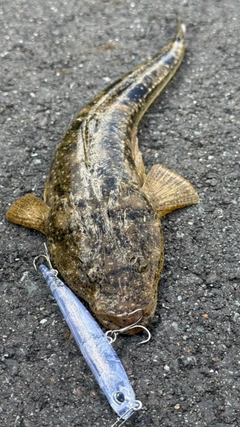 マゴチの釣果