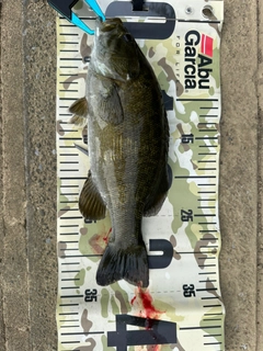 ナマズの釣果