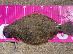 ヒラメの釣果