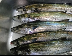 サワラの釣果