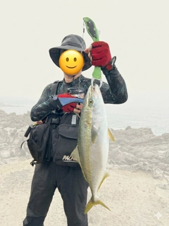 ハマチの釣果