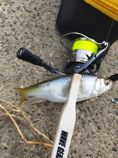 オイカワの釣果