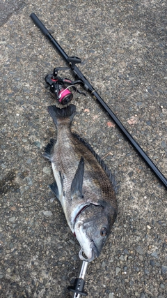 クロダイの釣果