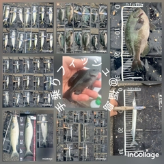 メジナの釣果